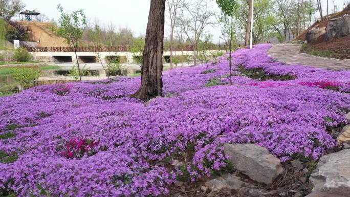 季春烂漫 芝樱花开