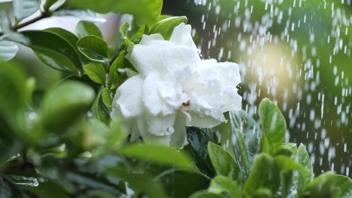 9组实拍雨中花瓣特写