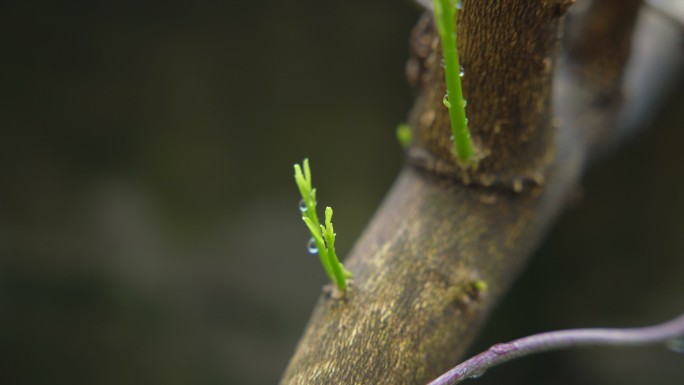 带露珠的新芽嫩芽