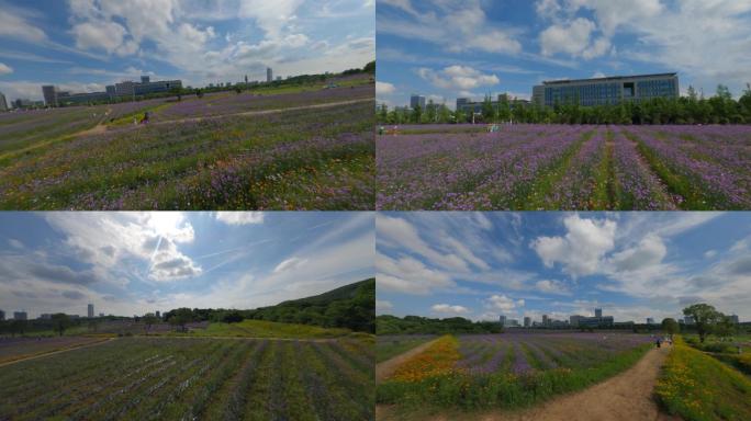 【fpv】武汉光谷马鞭草花海穿越机航拍