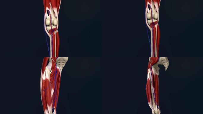下肢深静脉3D动画/人体三维动画