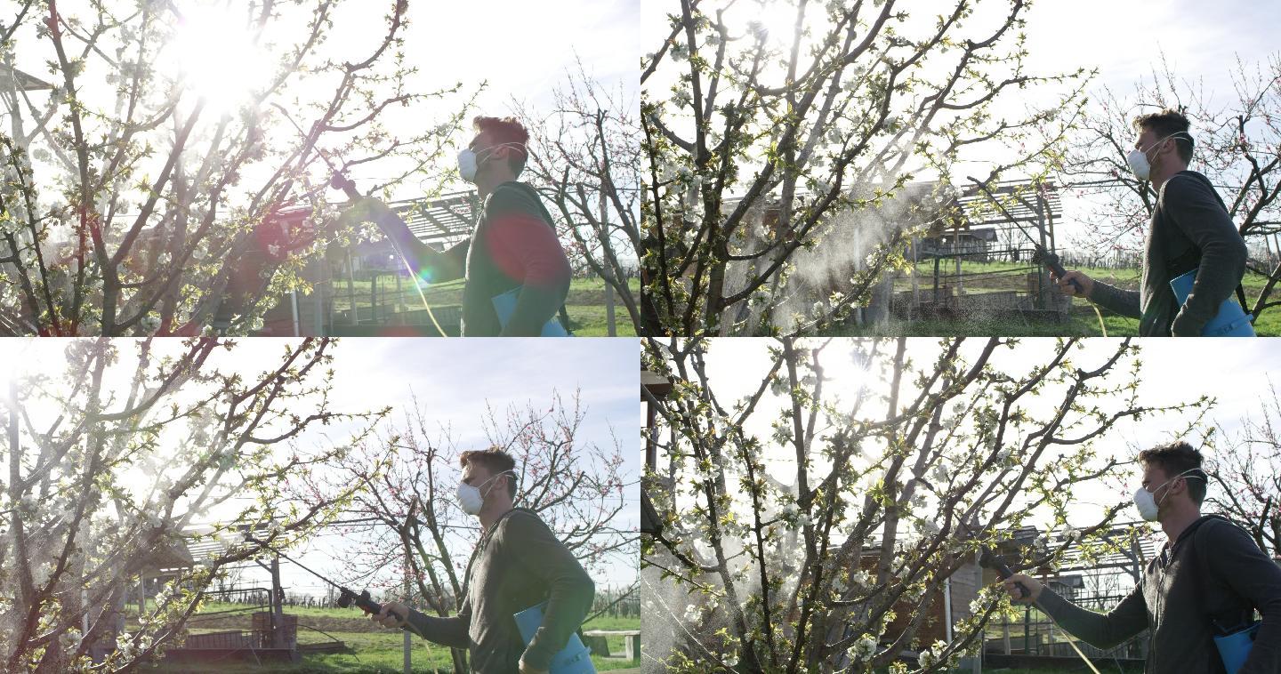 男子在果树上喷洒杀虫剂