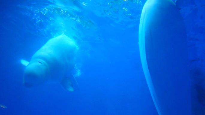 海洋馆参观白鲸