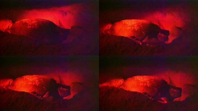 海龟在沙子里下蛋海龟筑巢下蛋