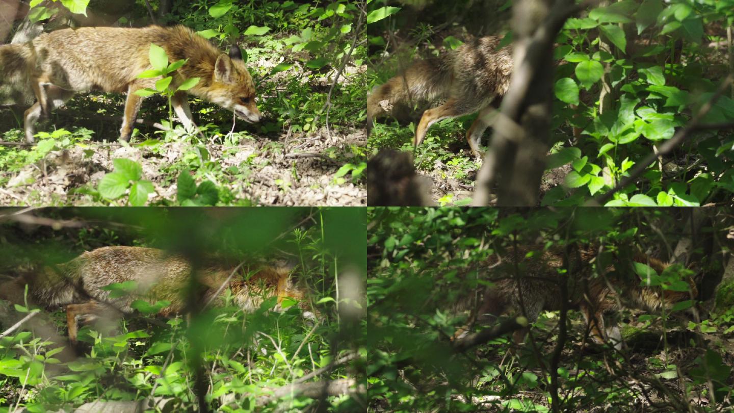 森林狐狸在黑森林觅食