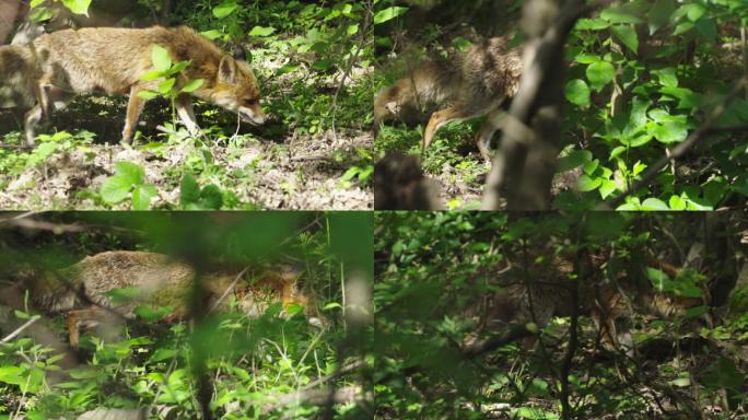 森林狐狸在黑森林觅食