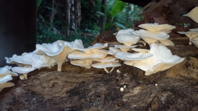 香菇野生蘑菇山珍野味白色蘑菇