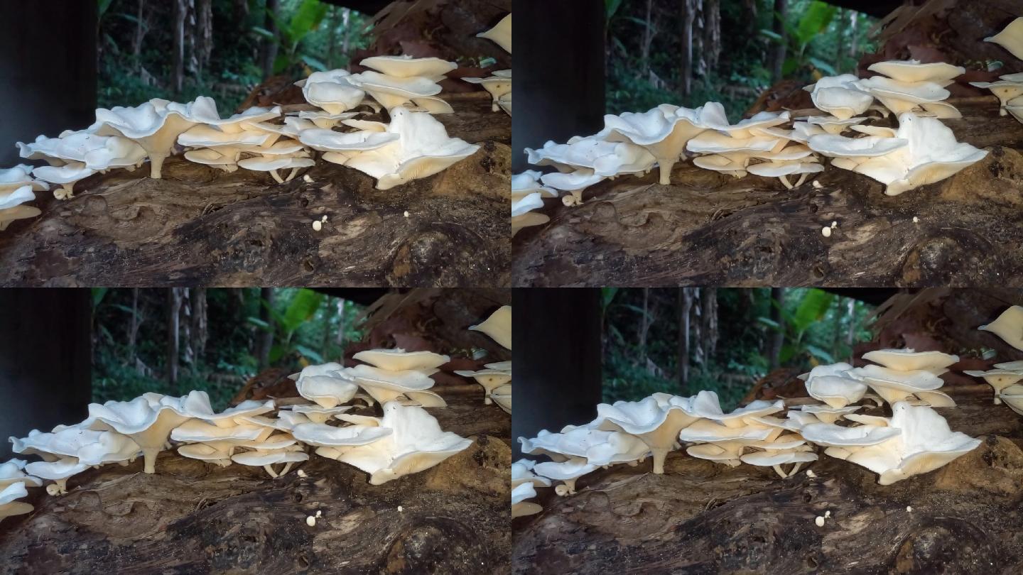 香菇野生蘑菇山珍野味白色蘑菇