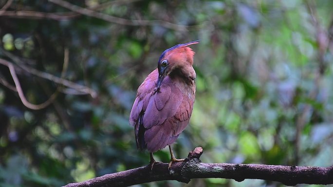 黑冠鳽