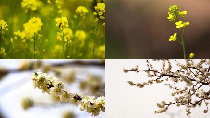 【高清】自然唯美花朵蜜蜂飞舞