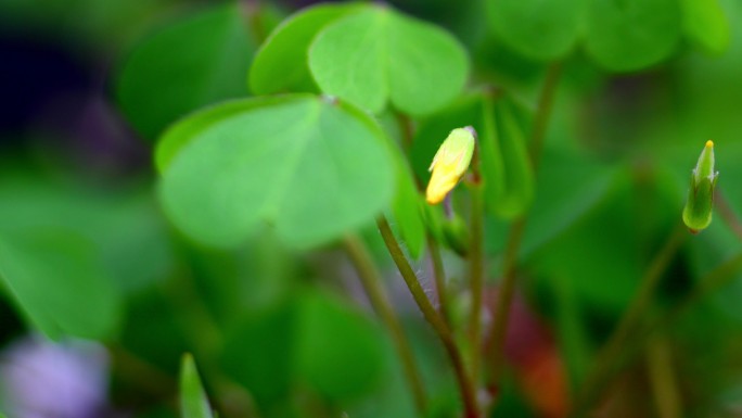 三叶草花随时间推移而生长