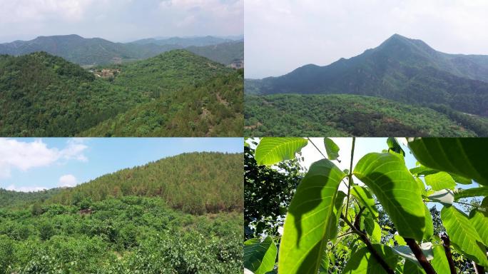 山林风光绿色农业核桃树天津蓟州农业旅游