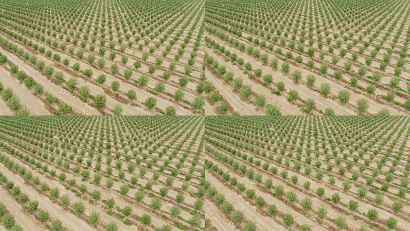 加州农田橄榄生长鸟瞰图