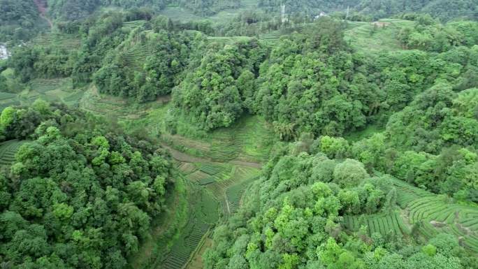 四川雅安名山大地指纹茶园航拍