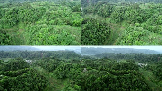 四川雅安名山大地指纹茶园航拍