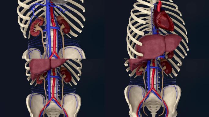 下腔静脉3D动画