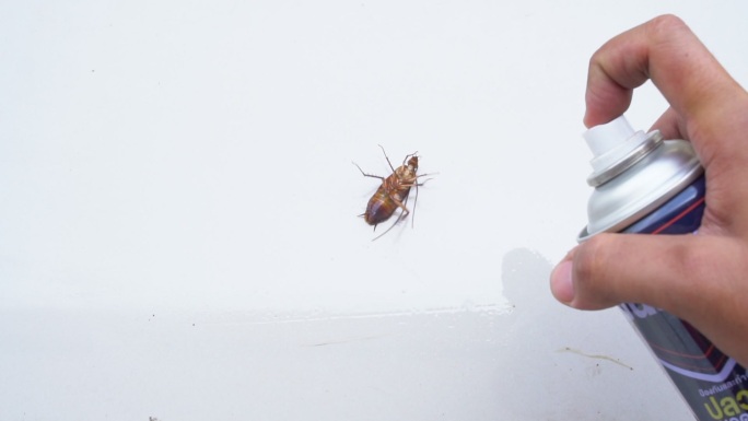 白底滴滴涕蟑螂蟑螂