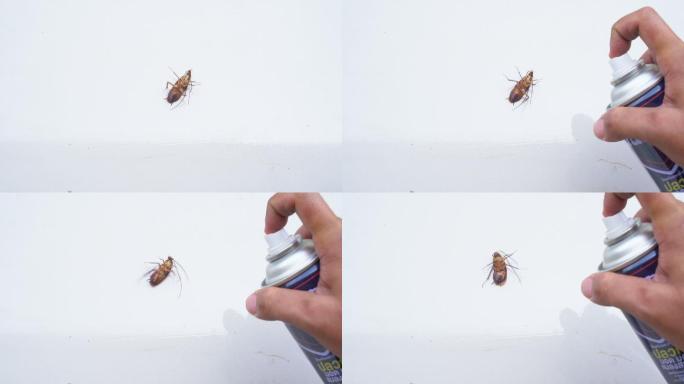 白底滴滴涕蟑螂蟑螂