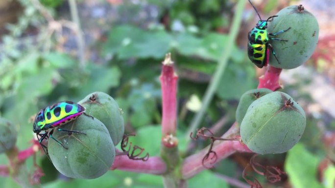 荔枝盾蝽对佛腹植物、瓶装植物、灌木花和果实的影响