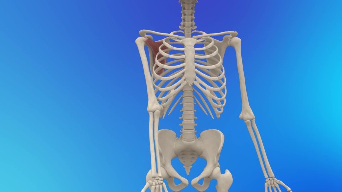 肩胛下肌3D动画