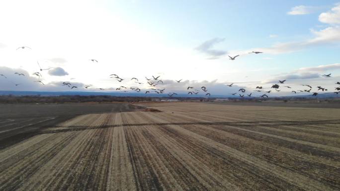 鹅群在农村的粮田里觅食，并在科罗拉多州西部的户外飞行