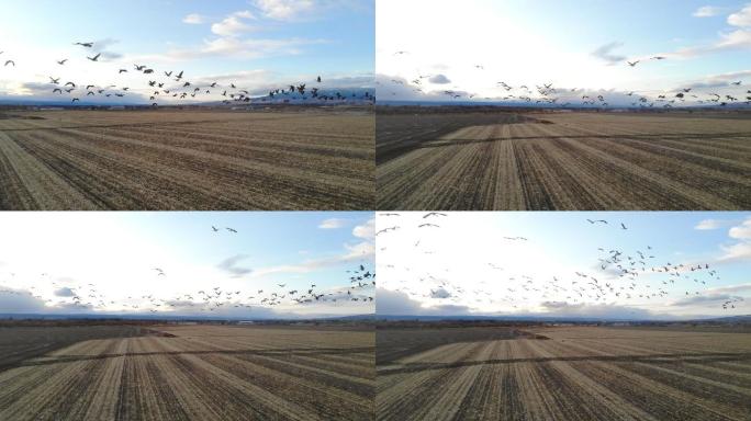鹅群在农村的粮田里觅食，并在科罗拉多州西部的户外飞行