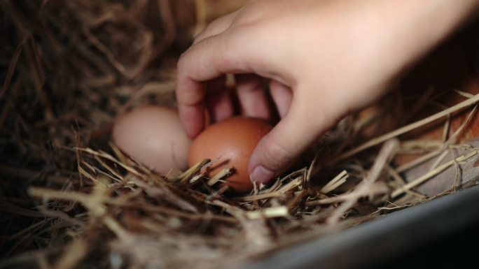 女子在养鸡场收集鸡蛋
