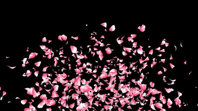 4K粉色牡丹花瓣撒花-带透明通道