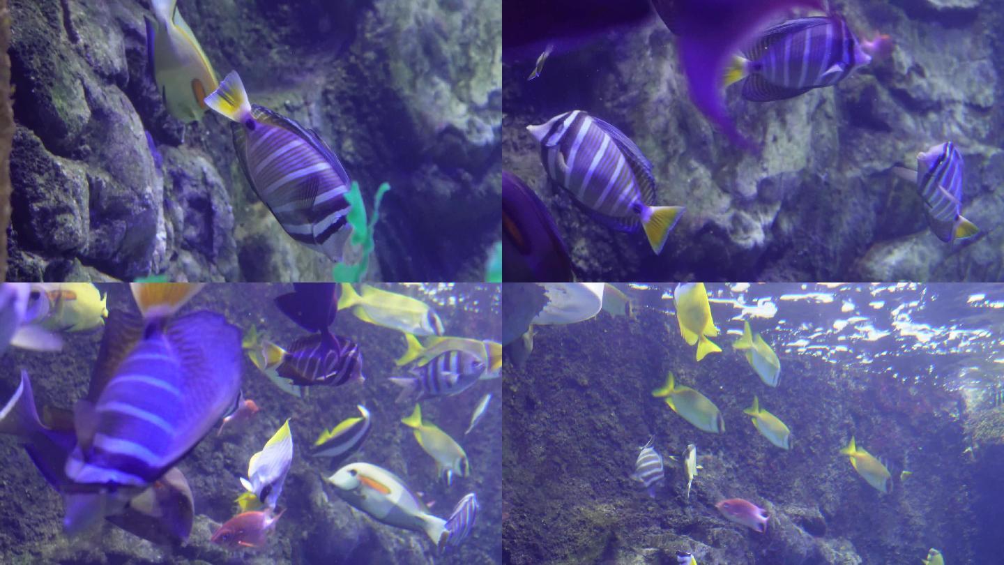 【镜头合集】各种深海鱼类礁石珊瑚礁生态