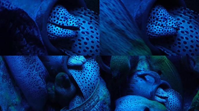 【镜头合集】恐怖深海海鳗危险神秘