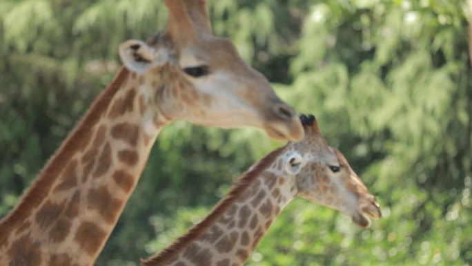 长颈鹿 动物园 野生动物 旅游