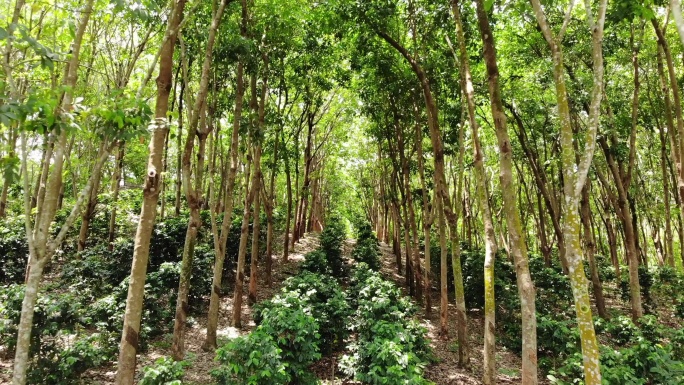 橡胶林场胶树漆树树胶绿色胶水