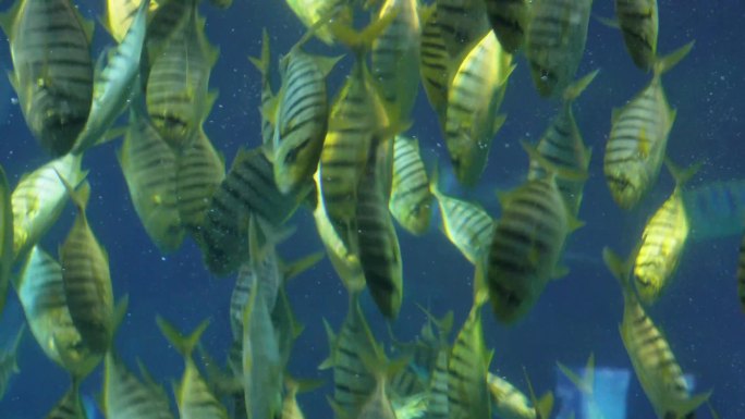 【镜头合集】美人鱼表演潜水员海底世界