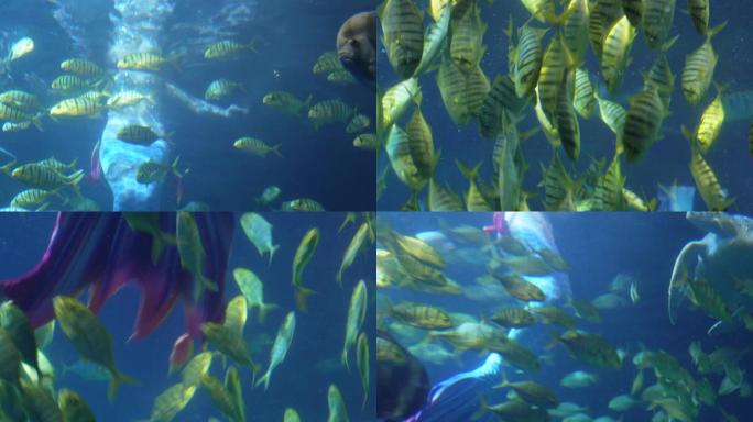 【镜头合集】美人鱼表演潜水员海底世界
