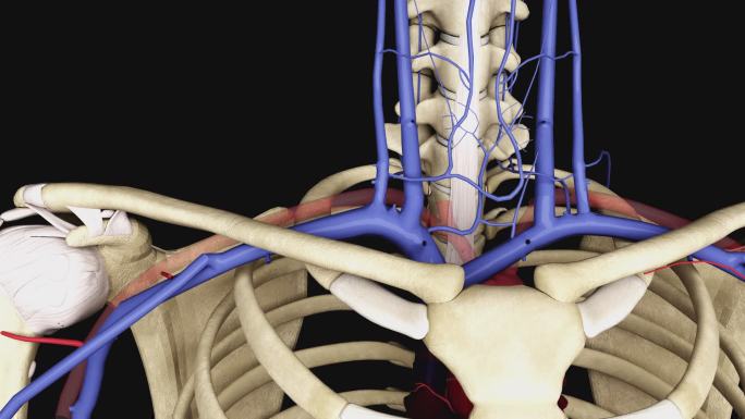 锁骨下静脉3D动画