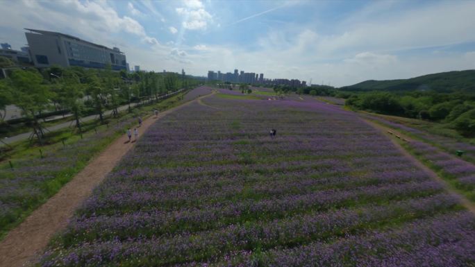 【fpv】武汉光谷马鞭草花海穿越机航拍