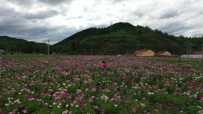 航拍花海