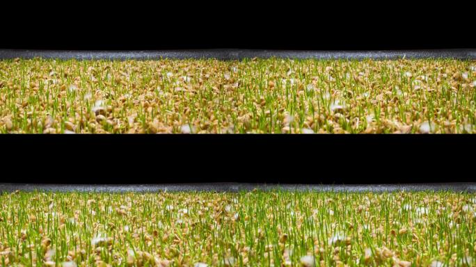 4k水稻种子发芽生长过程延时微距特写