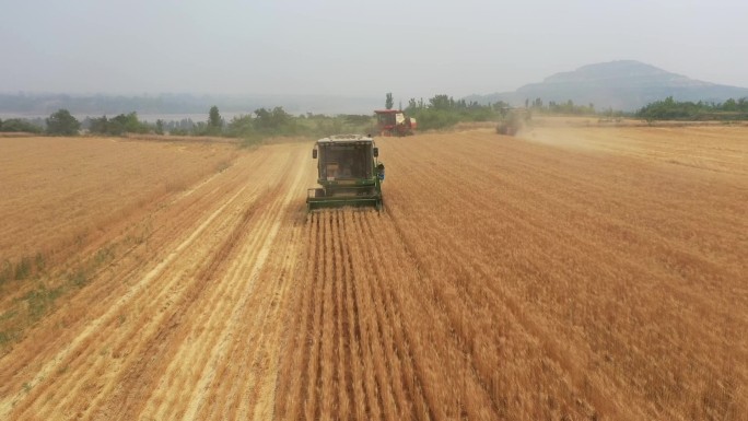 麦收麦田麦子 麦浪 农作物  收获粮食