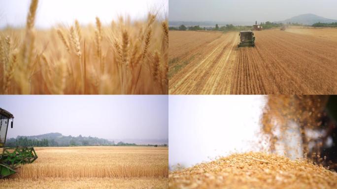 麦收麦田麦子 麦浪 农作物  收获粮食