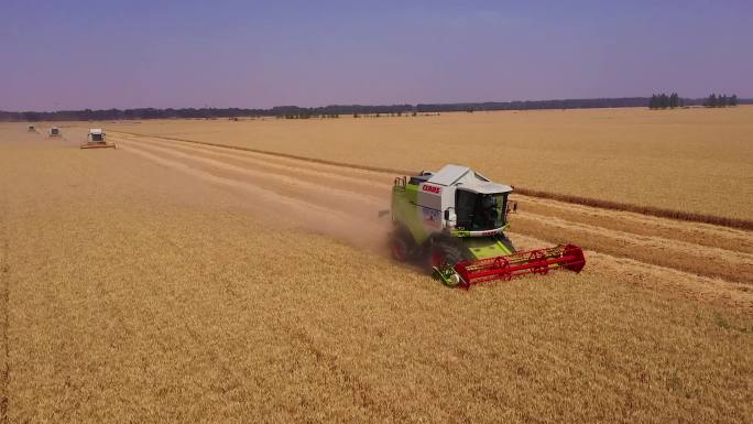 收割机编队在高标准农田里收割小麦大气阵容