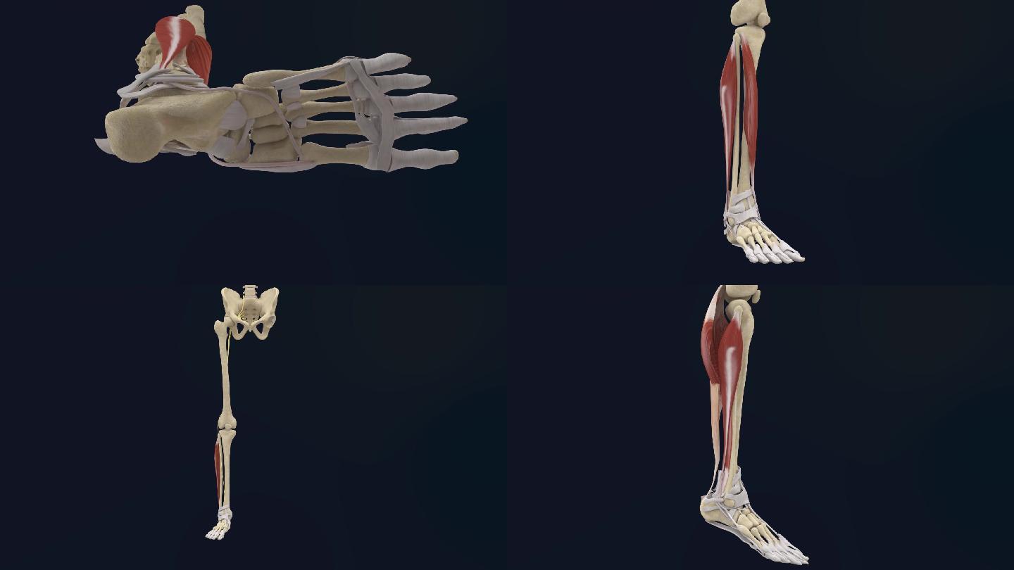 腓骨长肌3D动画