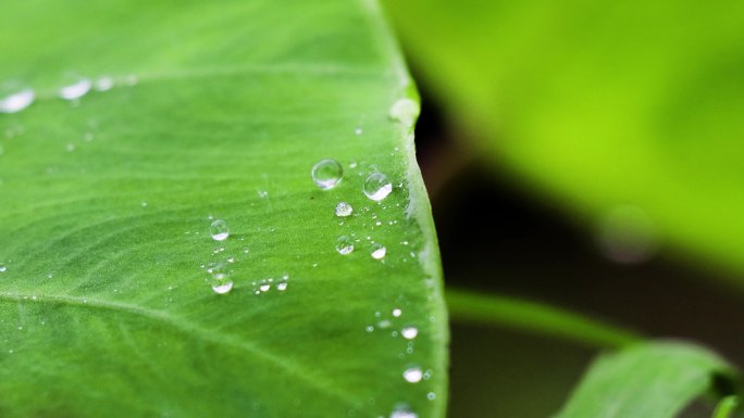 高清实拍小清新叶子雨珠视频