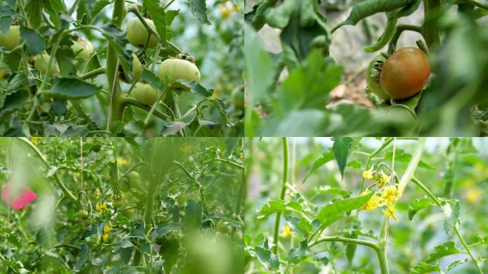 西红柿大棚种植番茄试验田农作物经济