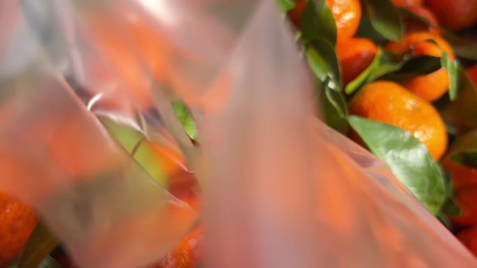 【镜头合集】菜市场买沃柑粑粑橙橘子橙子