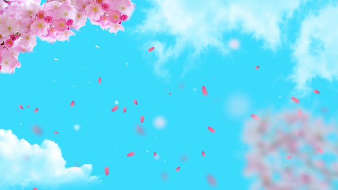 粉蓝色天空花瓣 小清新 视频背景