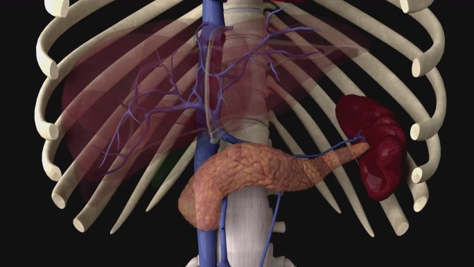 肝门静脉3D动画/人体三维动画