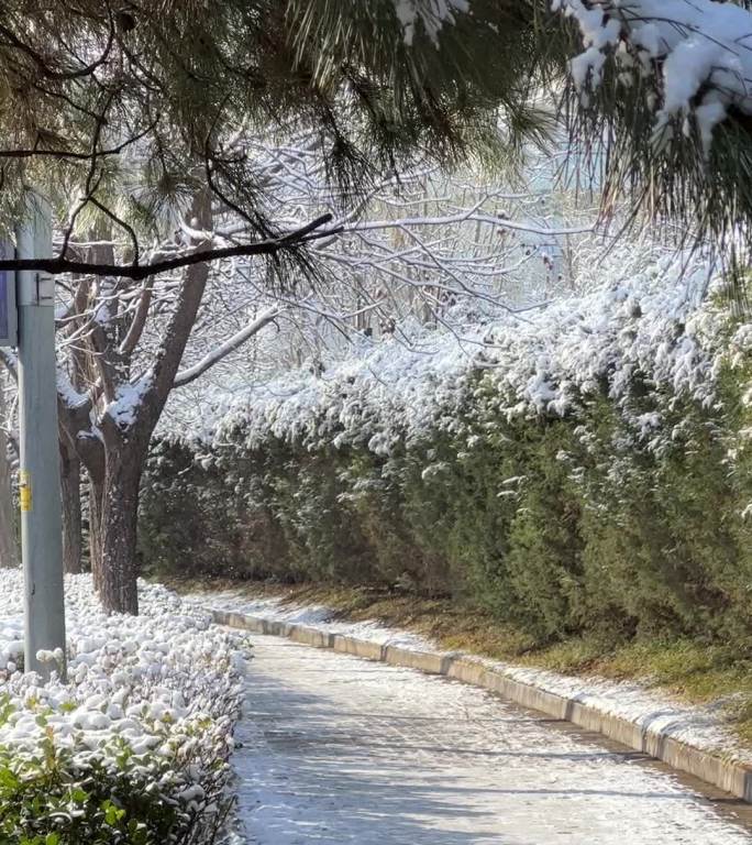 下雪天的街道小路和树