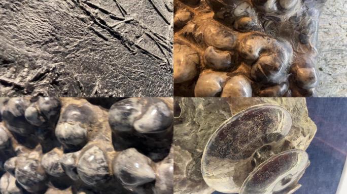 【镜头合集】海洋生物鹦鹉螺化石  (1)