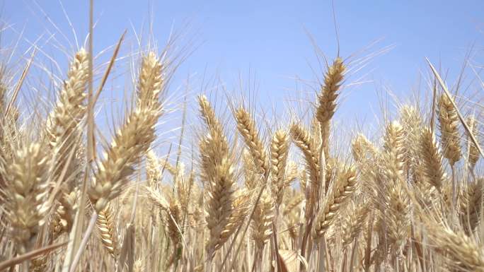 收割麦子 麦穗 收割机收麦子 航拍麦地